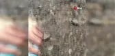 Yangında mahsur kalan kaplumbağa yanmaktan son anda kurtarıldı