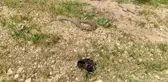 Evin bahçesine giren yılan korku dolu anlar yaşattı
