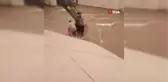 Jandarma personeli, su kanalına düşen ineği kurtarmak için kanala girdi