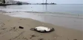 SİNOP SAHİLİNDE 25 KARA GERDANLI DALGIÇ ÖLÜSÜ BULUNDU