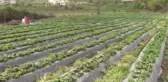 Tescilli Sason çileğinde bu yıl hasadın 5 bin ton olması hedefleniyor