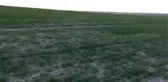 Bir çiftçi tarafından yaralı bulunan şahin tedavi altına alındı