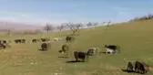 Malatya'da Köylüler Altın Madenine Karşı Eylem Yaptı: 