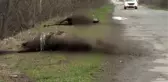 Ukrayna-Rusya savaşından hayvanlar da etkileniyor