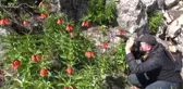 KAHRAMANMARAŞ - Ters laleler fotoğrafçıların rotası oldu