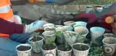 Atık karton bardaklarda çiçek üretiliyor