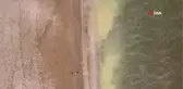Bölgede müsilaj korkusu yaşatmıştı... Polen sahili sarıya bürüdü, binlerce arı telef oldu