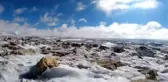 Arıcıların kaliteli bal üretimi için Toroslara göçü başladı