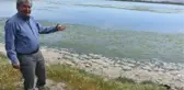 ÇAKALBURNU LAGÜNÜ'NDE DENİZ MARULU TEKRAR ORTAYA ÇIKTI