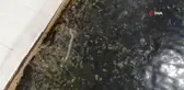 Kadıköy'de müsilajı andıran tabaka böyle görüntülendi