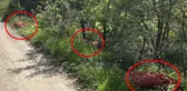 Vatandaş evine alamazken birileri çuval çuval soğanı ormanlık alana atıp gitti