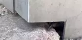 Duvar ile kompozit döşeme arasına sıkışan karga böyle kurtarıldı