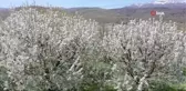Kiraz bahçeleri beyaz gelinliğini giydi