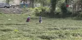 Doğu Karadeniz'i çay telaşı sardı... Üreticiler son hazırlıklarını yapıyor