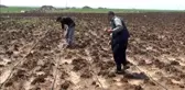 Dolu yağışı ekili arazileri vurdu
