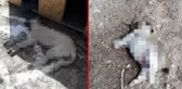 Kırşehir'de yol kenarındaki ölü köpeklerin görüntüsü yürek sızlattı