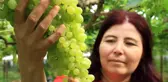 Kilosu 130 TL...Turfanda üzümler Avrupa yolunda