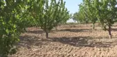 Sezonun ilk kirazı Manisa'da hasat edildi