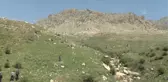 Şırnak'ta soğanı toprakta kalması şartıyla toplanan 