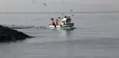 Tekirdağ'da ağlara takılmaya başlayan tekir, balıkçıları umutlandırdı