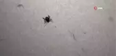 Yozgat'ta kene vakaları görülmeye başladı