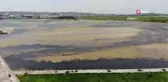 Büyükçekmece Gölü'nde yosun istilası... Ters esen rüzgar dalyana tonlarca yosun taşıdı