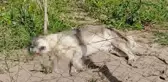 Son dakika haberleri! DİKİLİ'DE 5 KÖPEĞİ ZEHİRLİ SOSİSLE ÖLDÜRDÜLER