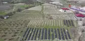 Üzüm bağlarında salkım güvesine karşı biyoteknik mücadele