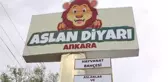 Yırtıcı hayvan parkında 3 aslan yavrusu dünyaya geldi