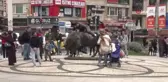 Kadıköy'de restorasyonu tamamlanan boğa heykeli açıldı