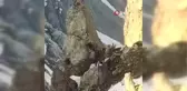 Yüksekova'da sürü halinde dağ keçileri görüntülendi