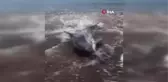 Dikili'de karaya vuran yunus kurtarılamadı