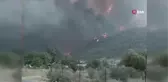 Yanan ormanlar yeniden yeşerdi