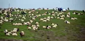 Göçerlerin yayla mesaisi başladı