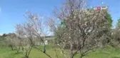 Zeytin ağaçlarında korkutan kuruma