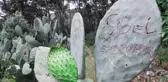 ANTİK KENTİN KAKTÜSLERİNE 'AŞK' TAHRİBATI