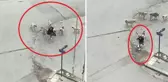 Başıboş köpekler lise öğrencisini parçalıyordu! Korku dolu anlar kamerada