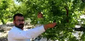 Kilosu 50 lira olan erik, Mersinli üreticinin yüzünü güldürüyor