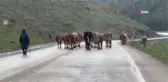 Sarıkamış'ta dolu hayatı olumsuz etkiledi