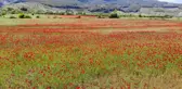 Gelinciklerin kırmızıya boyadığı buğday tarlasında masalsı görüntüler