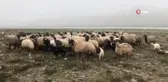 Mayıs ayında kar sürprizi... İlçeye beyaza bürüyen kar yağışı hayvan sahiplerine zor anlar yaşattı