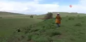 Her derde deva heliz otunu toplama mesaisi başladı