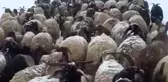 Mayıs ayında kar altında yayla yolculuğu