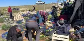 Sebze yüklü kamyon lavanta tarlasına devrildi