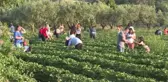 AK Parti'li Dağ, 