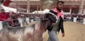 Honamlı tekesi ve Merinos koçu güzellik yarışması yapıldı