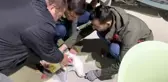 Misinaya dolanan martıyı böyle hayata döndürdüler