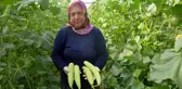 Antalya'da üretilip kilosu 30 TL'den Almanya'ya gidiyor