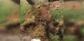 Son Dakika | Çamura saplanan inek itfaiye ekipleri tarafından kurtarıldı
