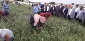 Milletvekili Erdoğan 'Çiftçiler Günü'nü tarlada kutladı